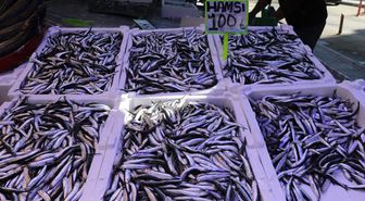 Rize'de istavrit ve hamsinin kilogramı 100 liradan satıldı