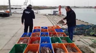 Sakarya'da kaçak avlanan 850 kilogram kalkan balığına el konuldu