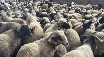 Şanlıurfa'da ramazan yardımları kapsamında 400 aileye küçükbaş desteği verildi