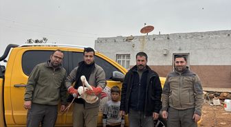 Şanlıurfa'da yaralı halde bulunan leylek tedavi altına alındı