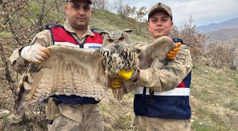 Siirt'te yaralı bulunan kulaklı orman baykuşu tedavi altına alındı