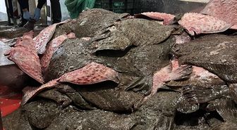 Sinop'ta kaçak avlanan 491 kalkan balığına el konuldu