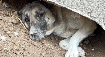 Sivas'ta sıkıştığı yerde mahsur kalan sahipsiz köpek, itfaiye ekiplerince kurtarıldı