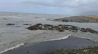 Hatay'da Su Sümbülleri Akdeniz'e Sürüklendi
