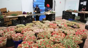 Antalya'dan 160 milyon dolarlık süs bitkileri ihracatı rekor kırdı