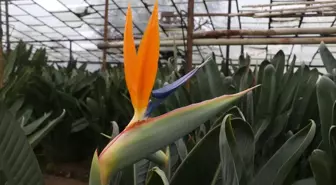 Uzun ömürlü çiçek starliçe Sevgililer Günü'nde farklı hediye arayanlara alternatif oldu