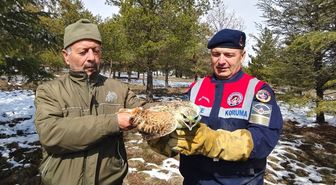 Yozgat'ta yaralı bulunan şahin tedaviye alındı