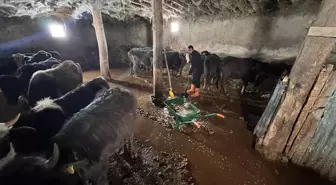 Yüksekova'da sağanak; ahırları su bastı