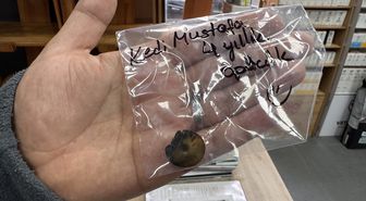 Zonguldak'ta kedinin yuttuğu vakumlu tutucu endoskopiyle çıkarıldı