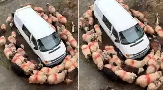 Esrarengiz olay! Aynı şeyi dakikalarca hep birlikte yaptılar