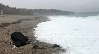 Antalya'yı sağanak vurdu; 7 ilçede okullar tatil edildi