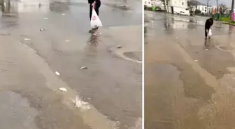 Gökten asfalta balık yağdı, poşetini kapan topladı