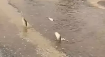 Bodrum'da sağanak; yollar trafiğe kapandı, iş yerlerini su bastı