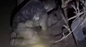 Çamura saplanan 30 koyun kurtarıldı, 2 koyun öldü