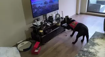 Düzce'de suç örgütüne operasyon: 36 gözaltı