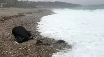 Kenti sel aldı, dünyaca ünlü sahilde kıyıya dana vurdu