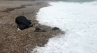 Kenti sel aldı, dünyaca ünlü sahilde kıyıya dana vurdu