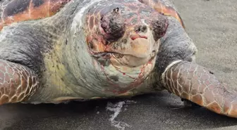 Nesli Tehlike Altında Olan Yeşil Deniz Kaplumbağası Samandağ Sahilinde Ölü Bulundu