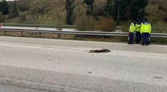 Osmaniye'de otoyolda temizlik yaparken otomobilin çarptığı 4 işçiden biri öldü