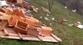 Türkeli'de fırtına arıcılığı vurdu: Onlarca kovan zarar gördü