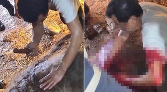 Doğumda zorlanan ineğe ekmek bıçağı ile ameliyat! Görüntüler kan dondurdu