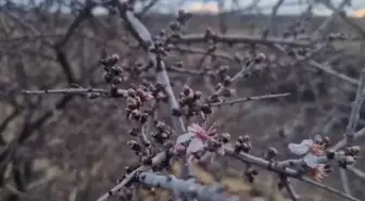 Nevşehir'de Şubat Ayında Badem Ağacı Çiçek Açtı