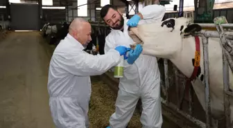 Şap hastalığında iyileşme sürecini hızlandıran bitkisel sprey üretildi