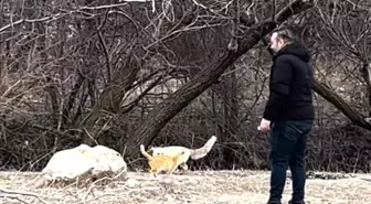 Sokak Kedisi ile Tilki Doğada Birlikte Dolaştı