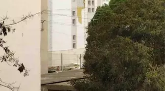 Çanakkale'de fırtına ağaçları devirdi