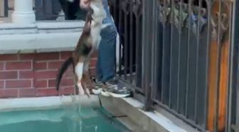 Gaziosmanpaşa'da süs havuzunda mahsur kalan kedi kurtarıldı