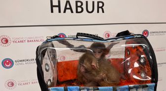 Gümrükler Muhafaza ekipleri, 2025'te 85 bin 342 canlı hayvan ele geçirdi