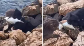 İkisi de mücadeleyi bırakmadı