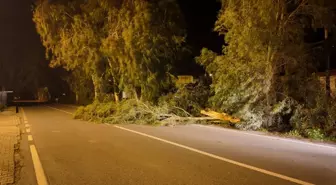 İzmir'de kuvvetli rüzgarda park halindeki otomobilin üzerine ağaç devrildi