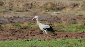 Aydın'da yılın ilk leyleğini gördü, bir çuval un kazandı