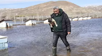 Kangal köpeği çiftliği su altında kaldı