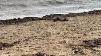 Sarımsaklı Sahili'ne kadın cesedi vurdu