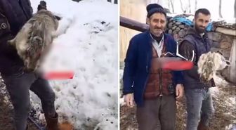 Ahıra giren çoban, devasa tavşan ile karşılaştı