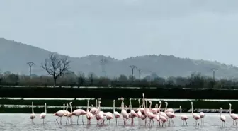 Aydın'da su altında kalan tarlalara flamingo sürüsü indi