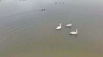 Efteni Gölü'nde 3 Kuğu Misafir Oldu