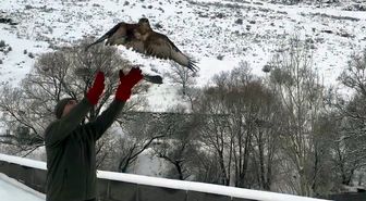 Kars'ta tedavileri tamamlanan 3 şahin doğaya salındı