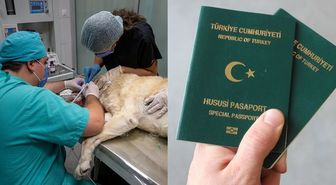 Veterinerler yeşil pasaport alabilecek mi? Veteriner Odası, ne açıklama yaptı, hangi mesleklere yeşil pasaport verilecek?