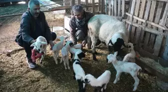 Denizli'de koyun tek batında 9 yavru doğurdu