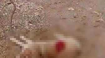 Köpeği av tüfeğiyle öldürdü, gözaltına alındı