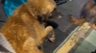 Şoför ihbar etti; su dolan çiftlikte mahsur kalan köpekleri hayvanseverler kurtardı