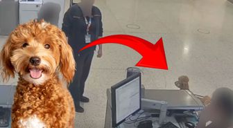 ABD'de skandal olay! Uçağa binebilmek için köpeğini terk etti