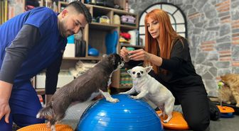 Obez ikiz köpekler, spor ve pilatesle zayıflıyor