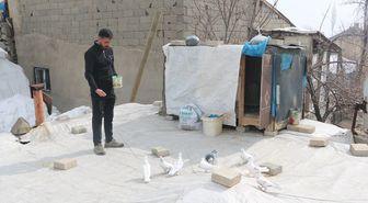 Evinin damında 3 ırktan 50 güvercin besliyor