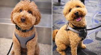 Havalimanında köpeğini gişeye bağlayıp terk eden kadın gözaltına alındı
