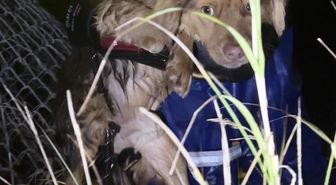 Manisa'daki selde kurtarılan 3 köpek, Bursa'da tedaviye alındı
