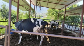 Muğla'da 11 Mahallede Şap Hastalığı Nedeniyle Karantina Uygulaması